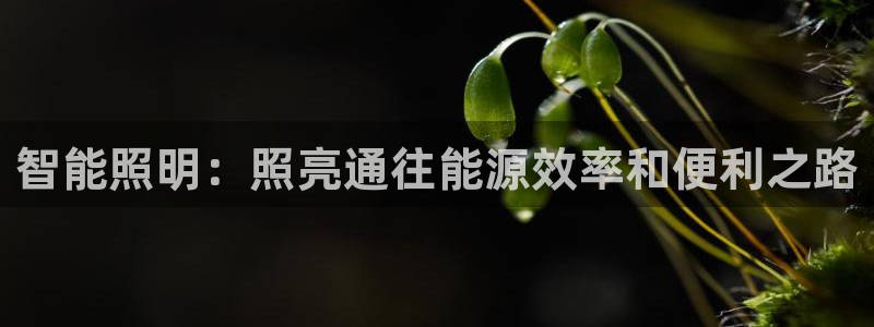 云顶国际--行业领导品牌